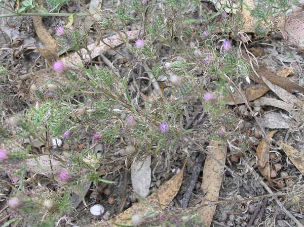 Atractylis cancellata / Masticogna annua